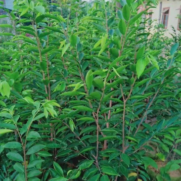 沉香/沉香树苗/种苗/苗木种苗/沉香树苗/林木树苗/绿化