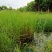 青叶芦苇水生植物基地批发品类丰富质量好成活高