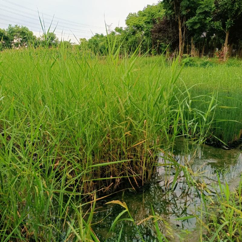 青叶芦苇水生植物基地批发品类丰富质量好成活高
