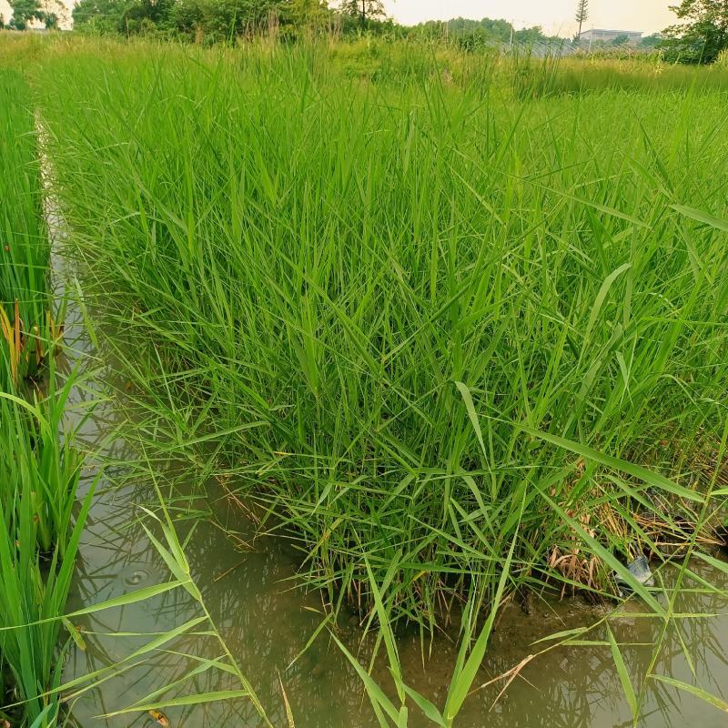 青叶芦苇水生植物基地批发品类丰富质量好成活高