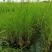 青叶芦苇水生植物基地批发品类丰富质量好成活高