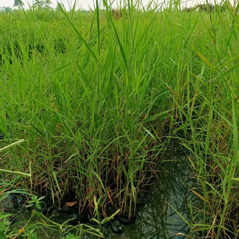 青叶芦苇水生植物基地批发品类丰富质量好成活高