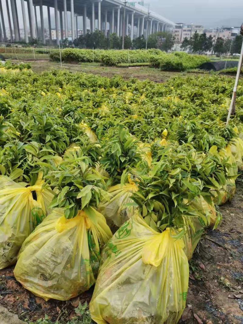 沉香树苗/种苗/苗木种苗/沉香树苗/林木种苗/绿化林木