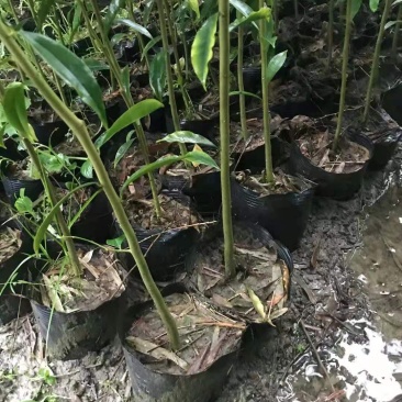 沉香树苗/种苗/苗木种苗/沉香树苗/林木种苗/绿化林木