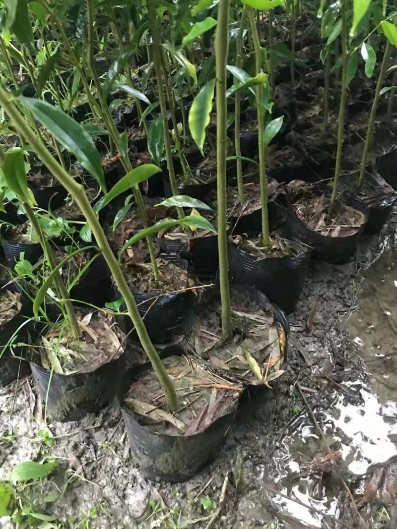 沉香树苗/种苗/苗木种苗/沉香树苗/林木种苗/绿化林木