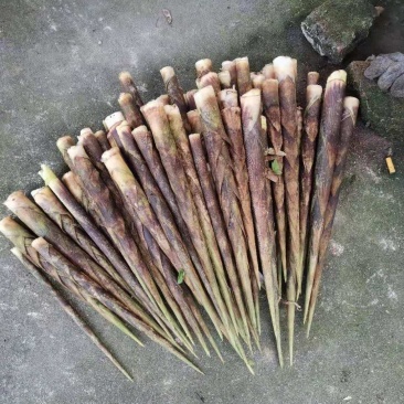 牛尾笋八月笋上市，地址在成都都江堰，需要的老板们赶紧联系