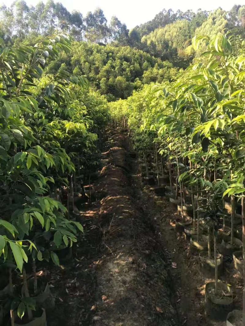 沉香树苗/种苗/苗木种苗/沉香树苗/林木种苗/原生态树苗