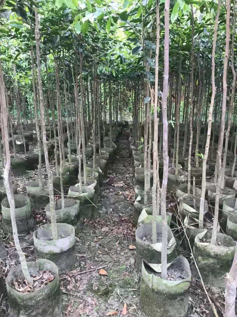 沉香树苗/种苗/苗木种苗/沉香树苗/林木种苗/原生态树苗