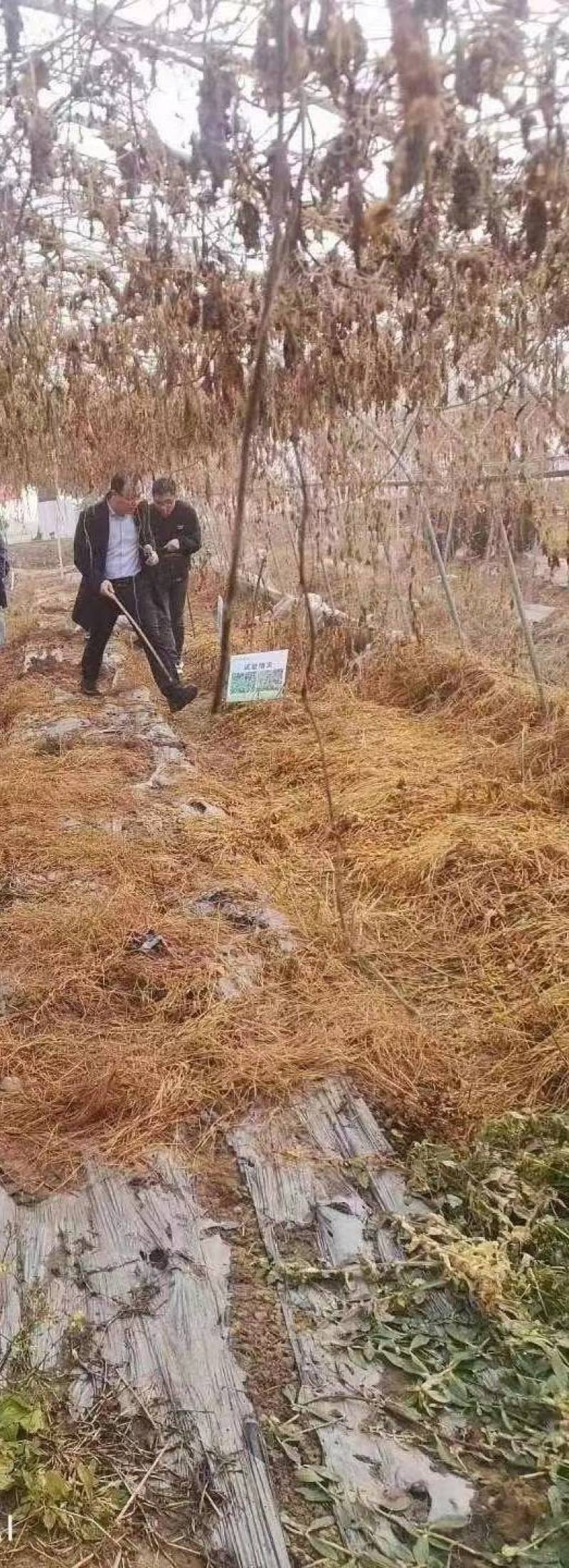 屠欢草甘膦三氯吡全新配方非耕地公路杂草灭生性除草剂