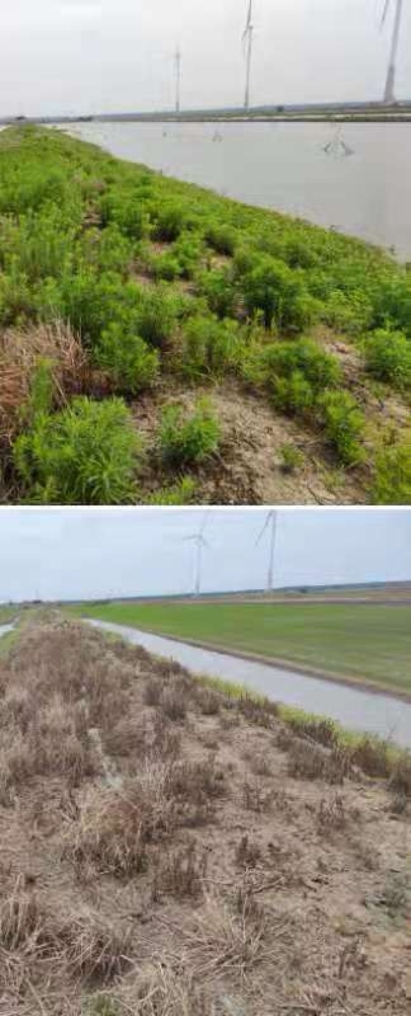 屠欢草甘膦三氯吡全新配方非耕地公路杂草灭生性除草剂