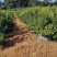 屠欢草甘膦三氯吡全新配方非耕地公路杂草灭生性除草剂