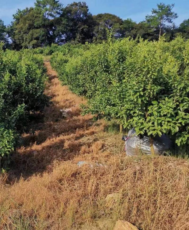 屠欢草甘膦三氯吡全新配方非耕地公路杂草灭生性除草剂