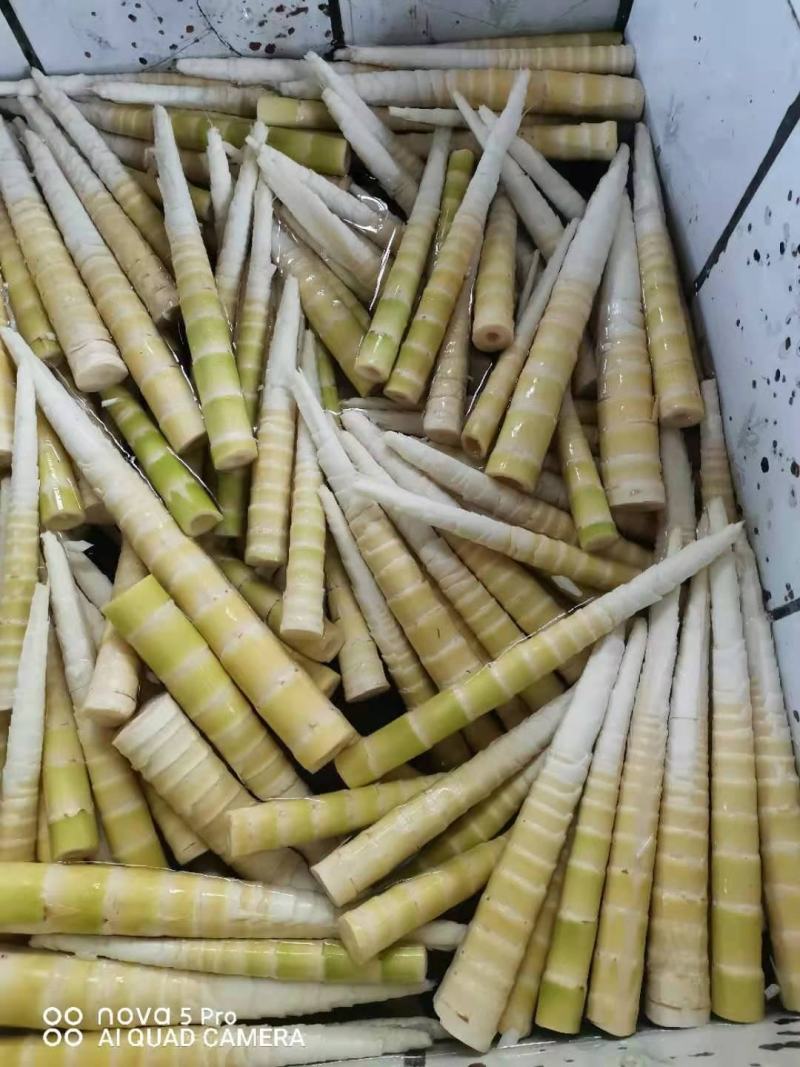 牛尾笋八月笋上市，地址在成都都江堰，需要的老板们赶紧联系