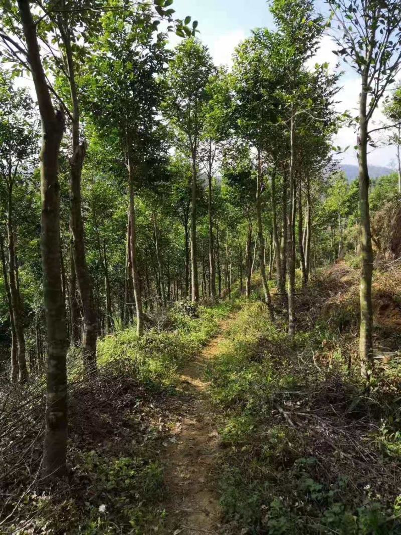 沉香/沉香树苗/种苗/苗木种苗/原生态树苗/林木种苗