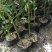 沉香/沉香树苗/种苗/苗木种苗/原生态树苗/林木种苗
