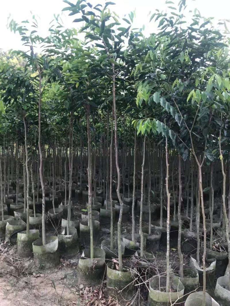 沉香/沉香树苗/种苗/苗木种苗/原生态树苗/林木种苗