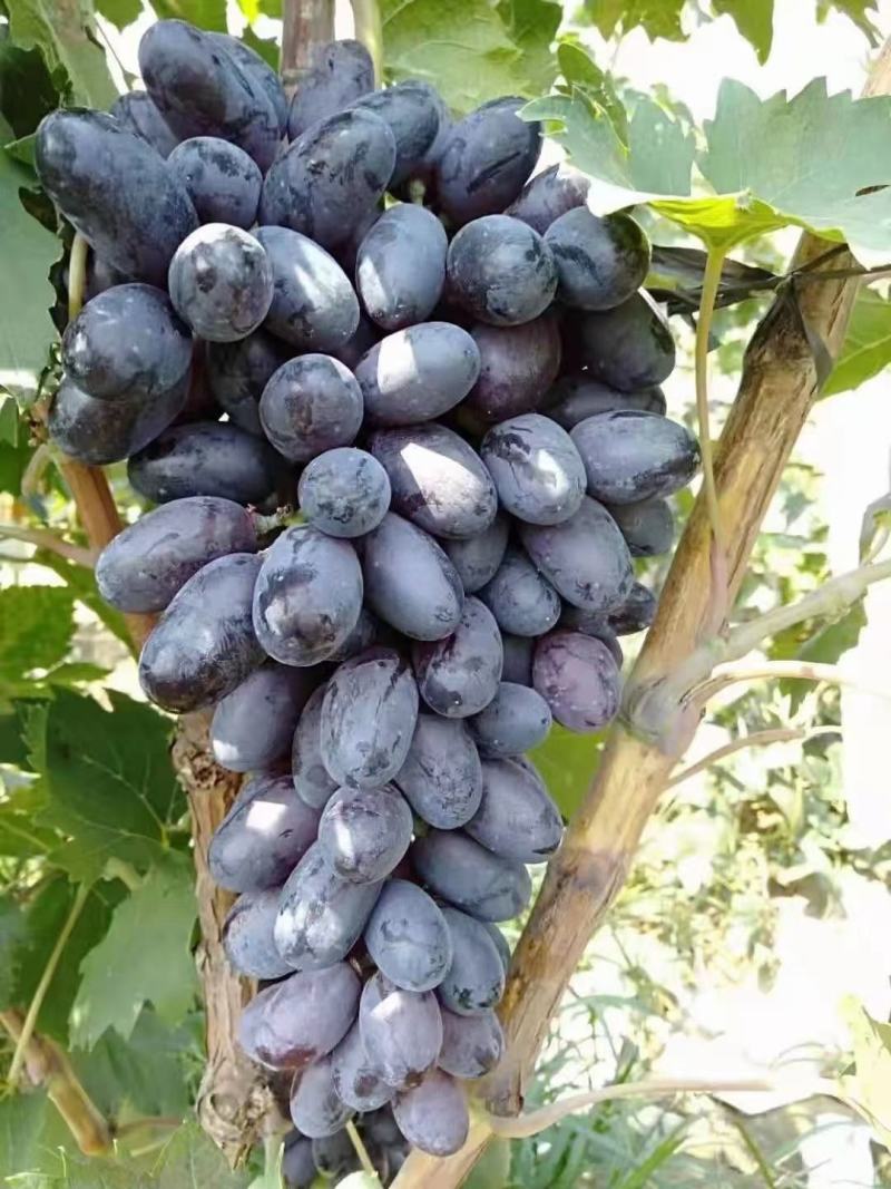 河北紫甜无核A17葡萄现已大量上市了，质量