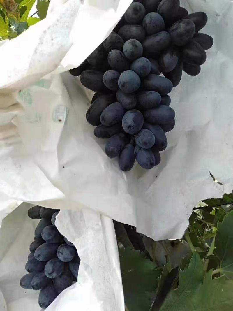 河北紫甜无核A17葡萄现已大量上市了，质量