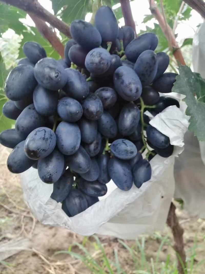 河北紫甜无核A17葡萄现已大量上市了，质量