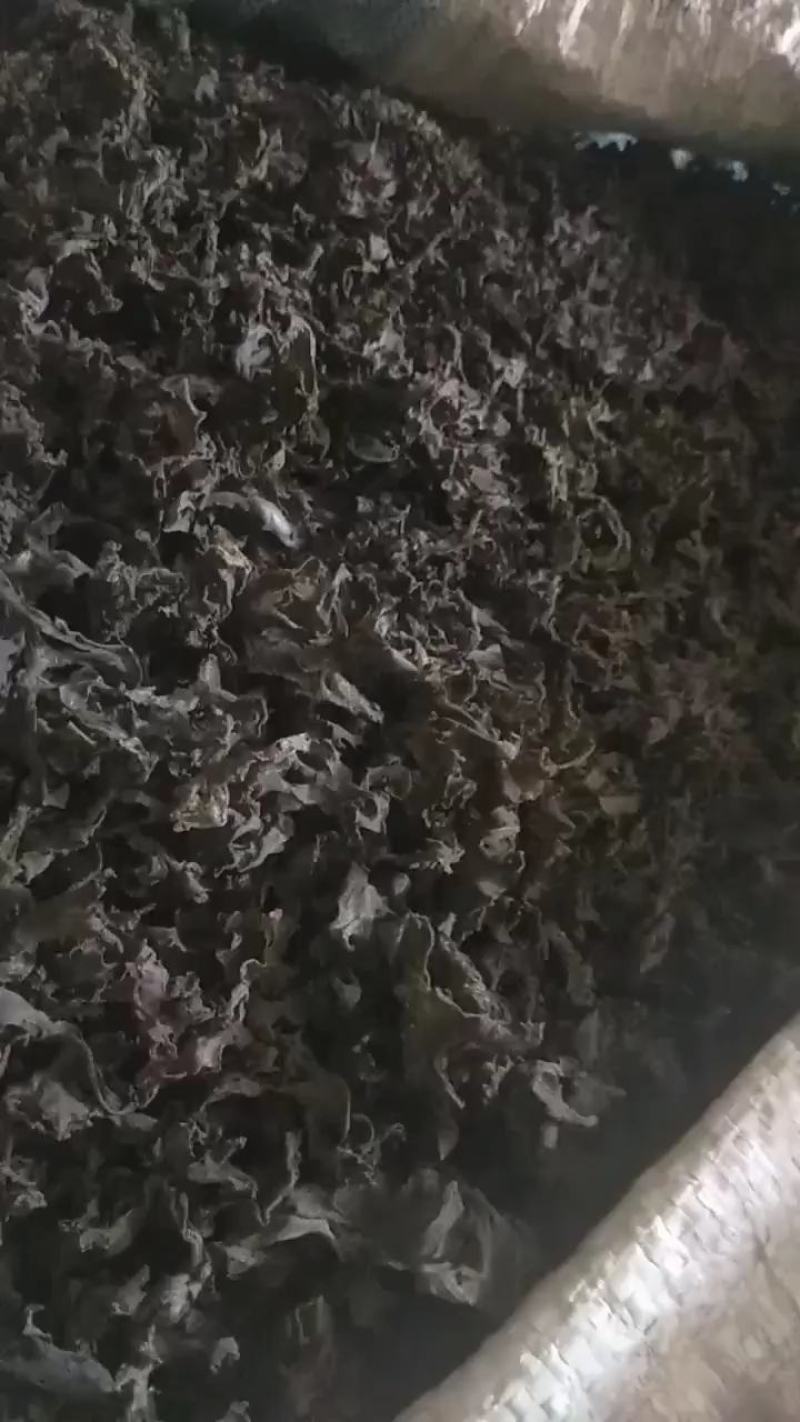 地皮菜免洗的和毛货大量现货大山里捡回来洗的