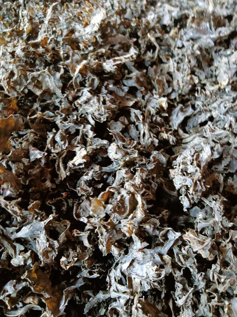 地皮菜免洗的和毛货大量现货大山里捡回来洗的