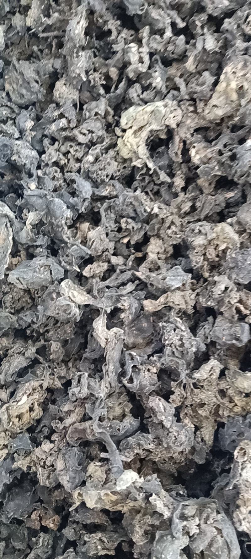 地皮菜免洗的和毛货大量现货大山里捡回来洗的