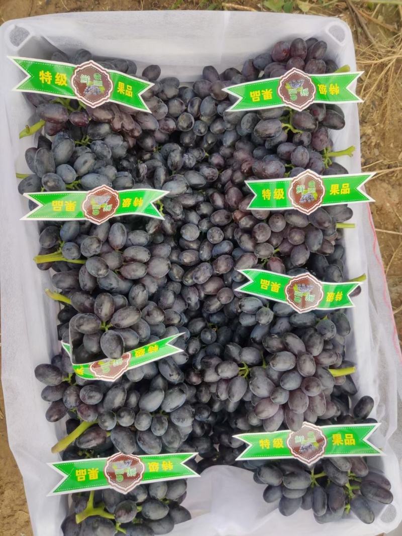 河北紫甜无核A17葡萄现已大量上市了，质量