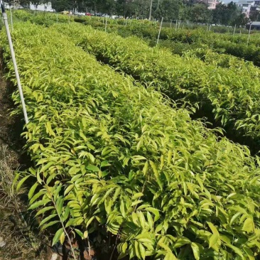 沉香树苗/种苗/苗木种苗/沉香树苗/原生态树苗/林木种苗