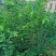 沉香树苗/种苗/苗木种苗/沉香树苗/原生态树苗/林木种苗