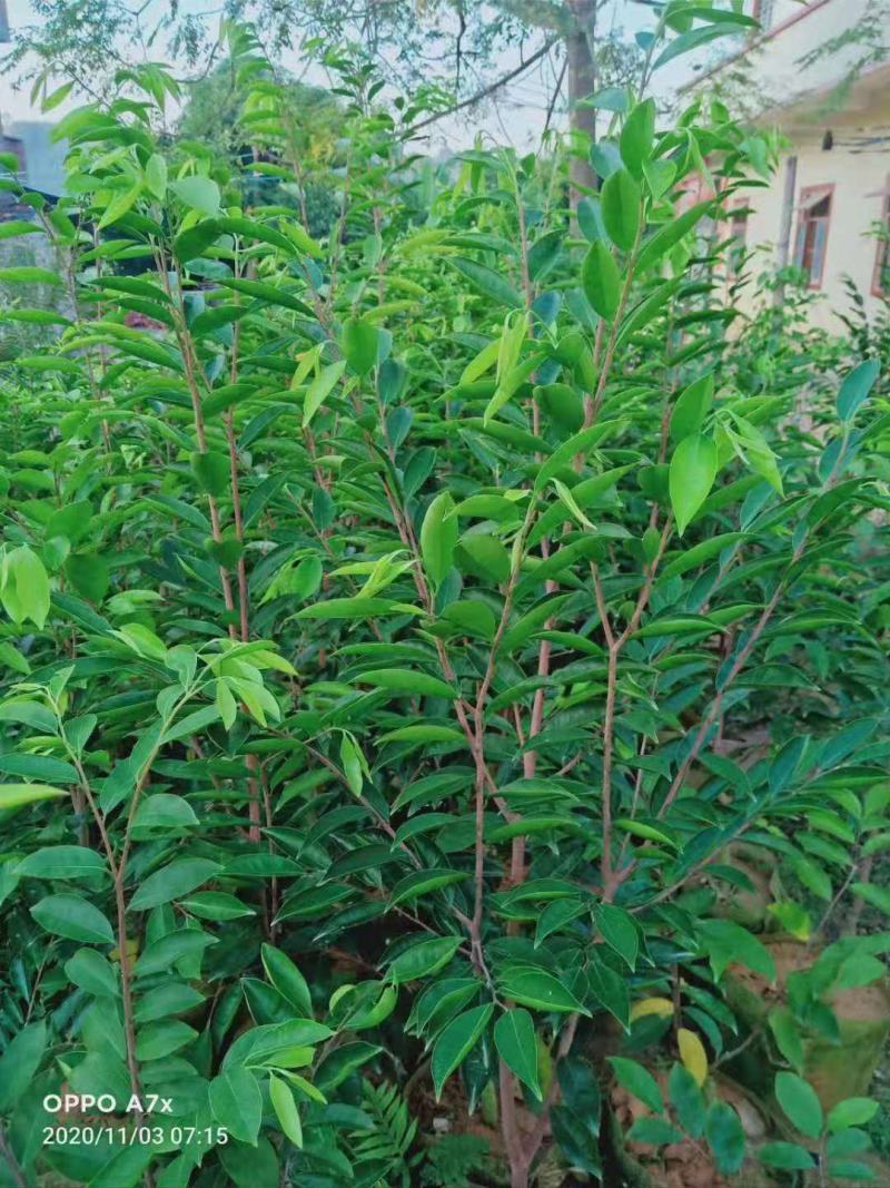 沉香树苗/种苗/苗木种苗/沉香树苗/原生态树苗/林木种苗