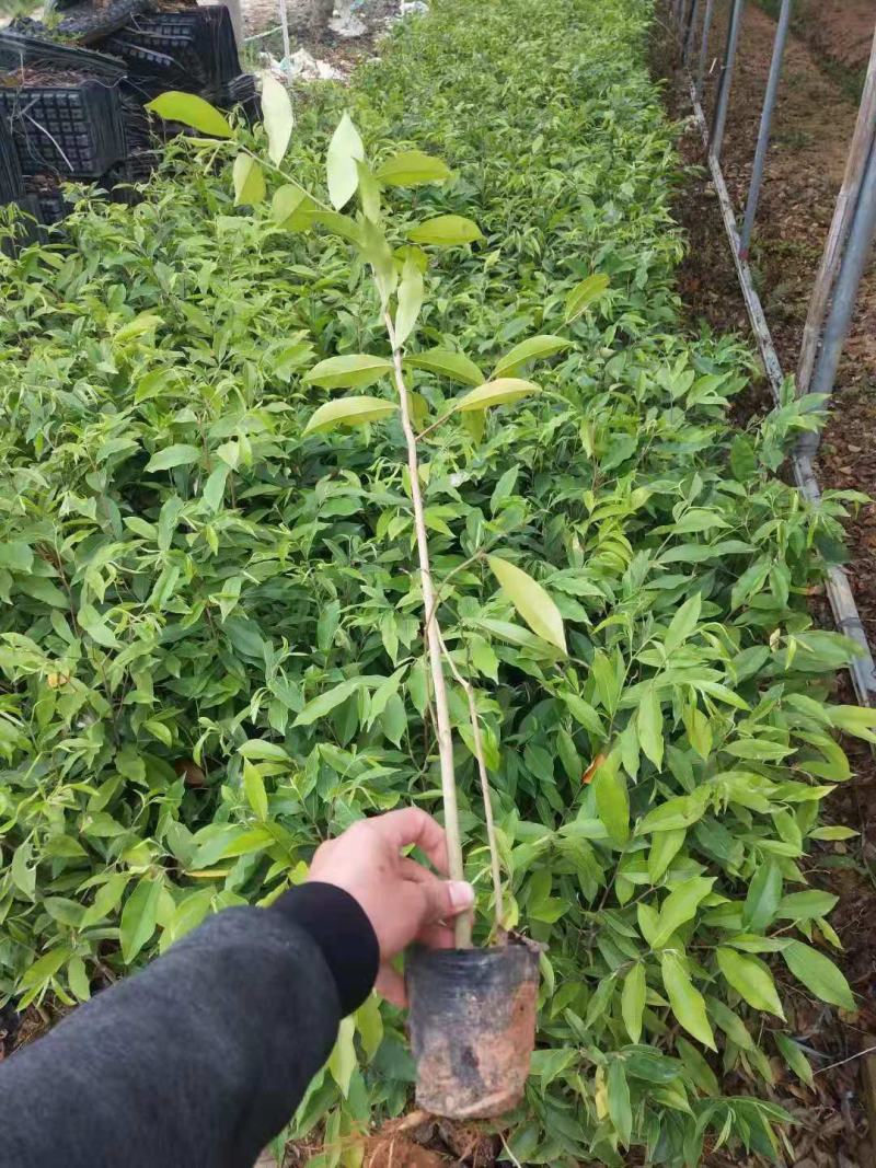 沉香树苗/种苗/苗木种苗/沉香树苗/原生态树苗/林木种苗