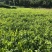沉香树苗/种苗/苗木种苗/沉香树苗/原生态树苗/林木种苗