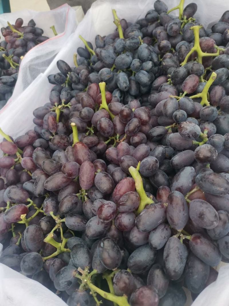 河北紫甜无核A17葡萄现已大量上市了，质量