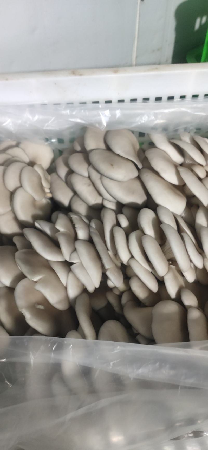 新鲜平菇，一手货源！产地直供，可以视频看货！