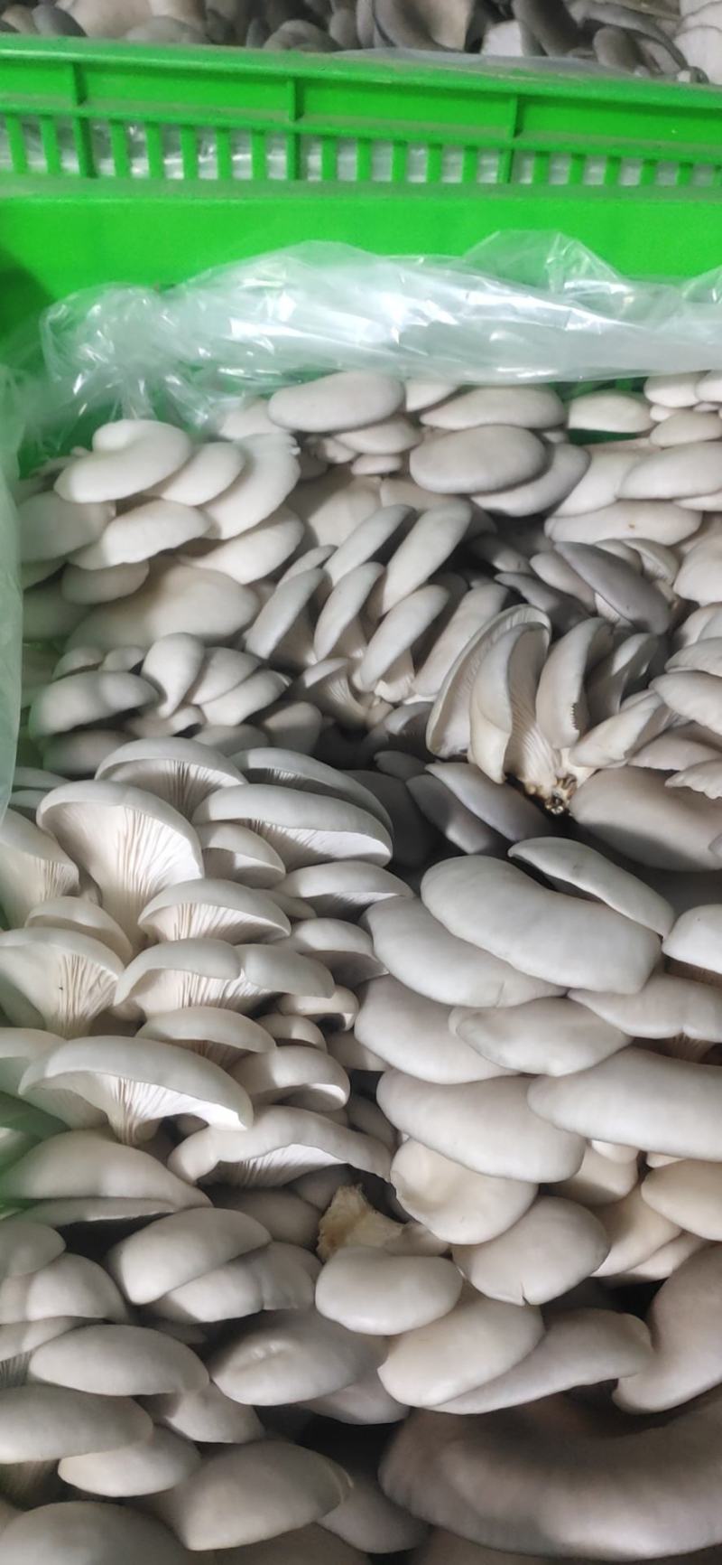 新鲜平菇，一手货源！产地直供，可以视频看货！