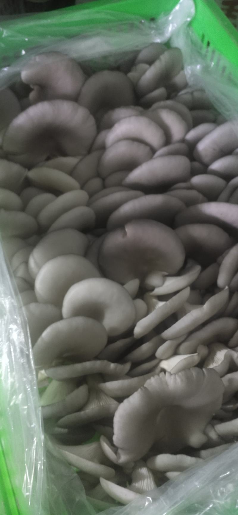 新鲜平菇，一手货源！产地直供，可以视频看货！