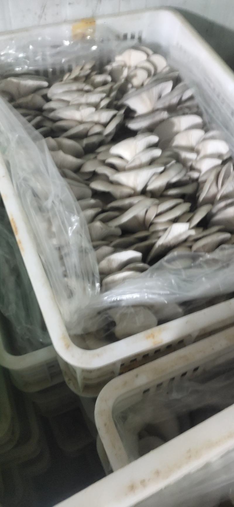 新鲜平菇，一手货源！产地直供，可以视频看货！