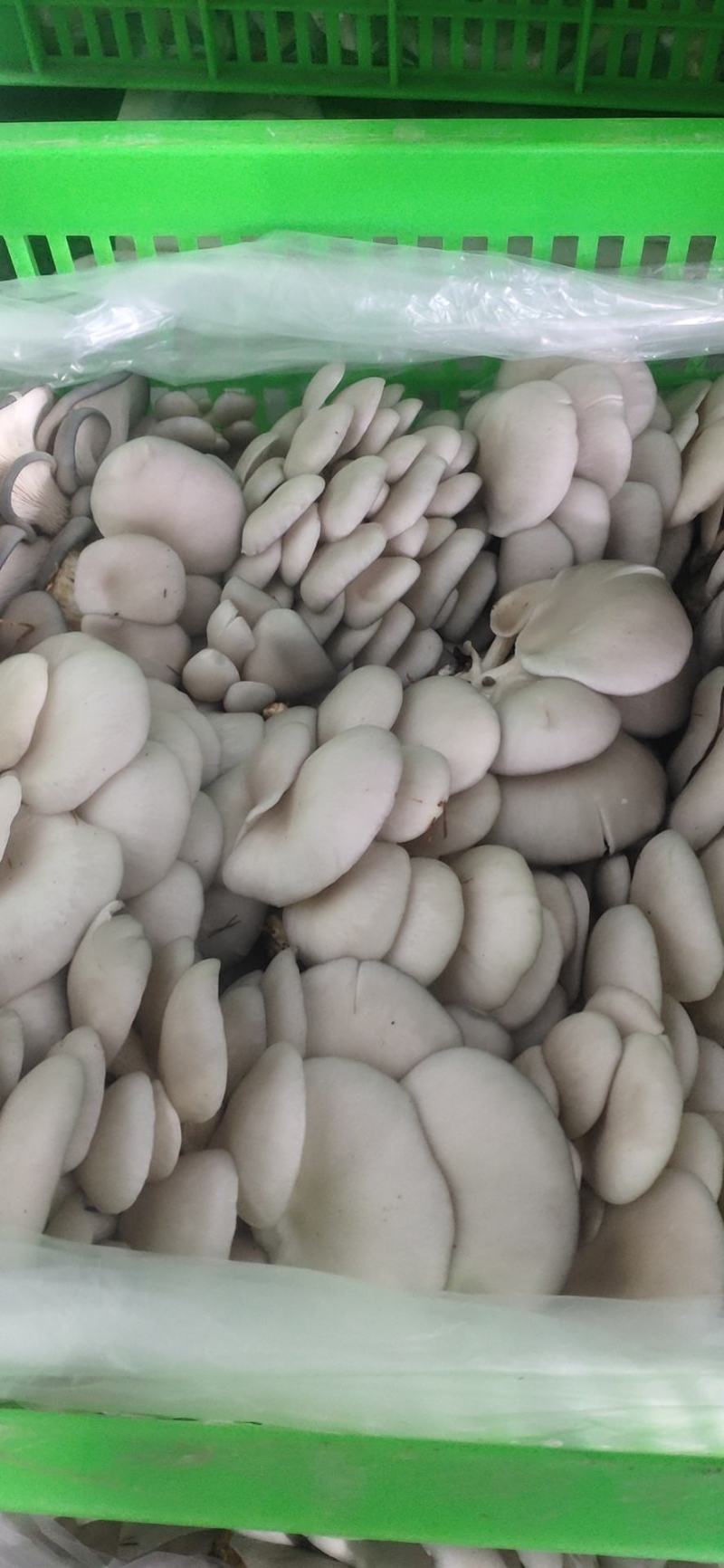新鲜平菇，一手货源！产地直供，可以视频看货！