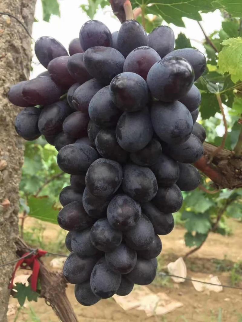 河北紫甜无核A17葡萄现已大量上市了，质量