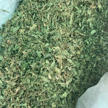 中药材紫花地丁货品质量保证干净无杂批发各种中药材