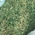 中药材紫花地丁货品质量保证干净无杂批发各种中药材