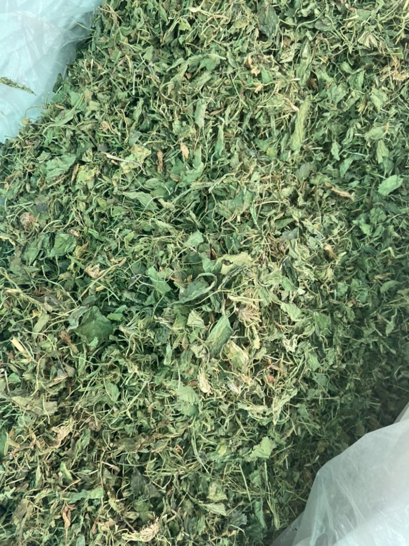 中药材紫花地丁货品质量保证干净无杂批发各种中药材