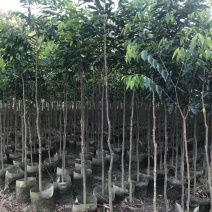 沉香树苗/种苗/苗木种苗/沉香树苗/原生态树苗/林木种苗