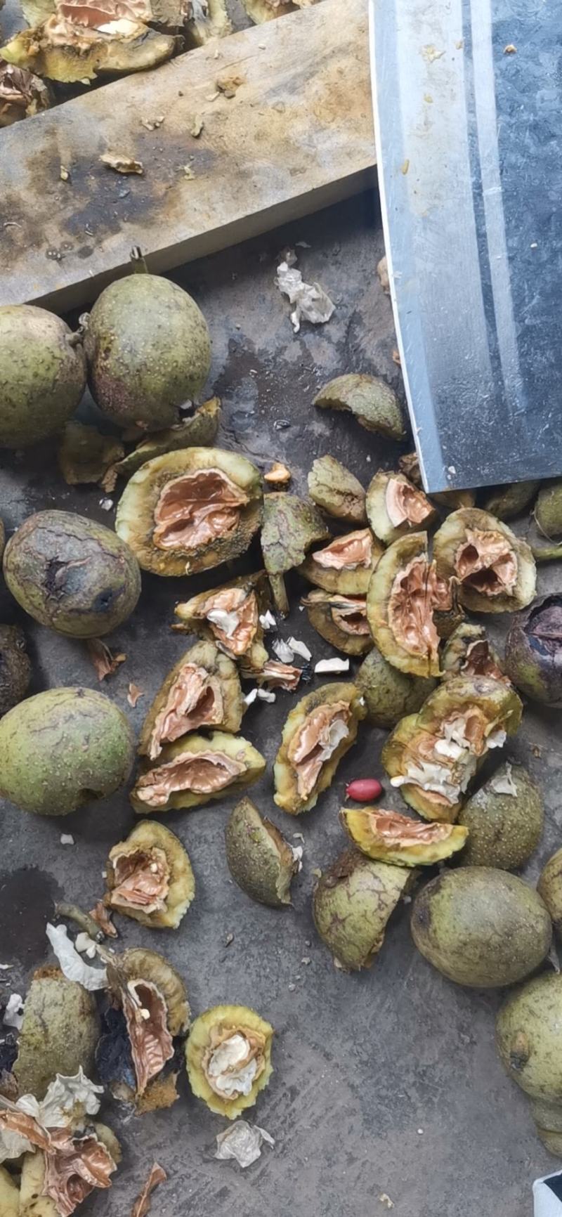 老树青壳核桃