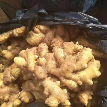 山东生姜产地直发品质保证欢迎来电洽谈更优惠