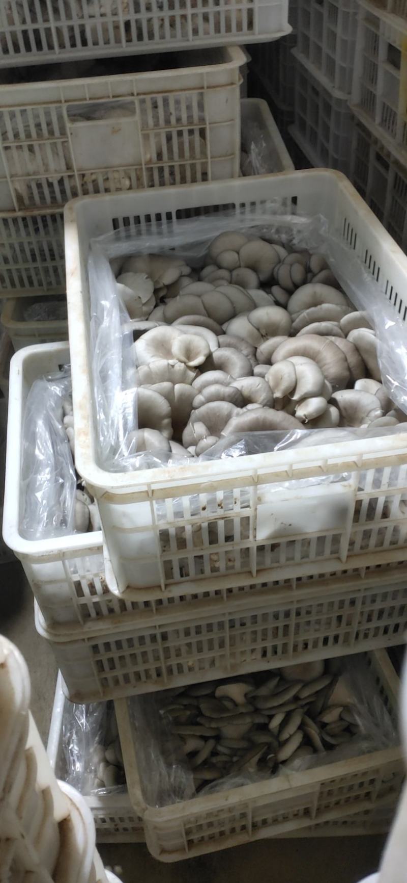 产地有货！大量上市，供不应求，现采现发价格实惠
