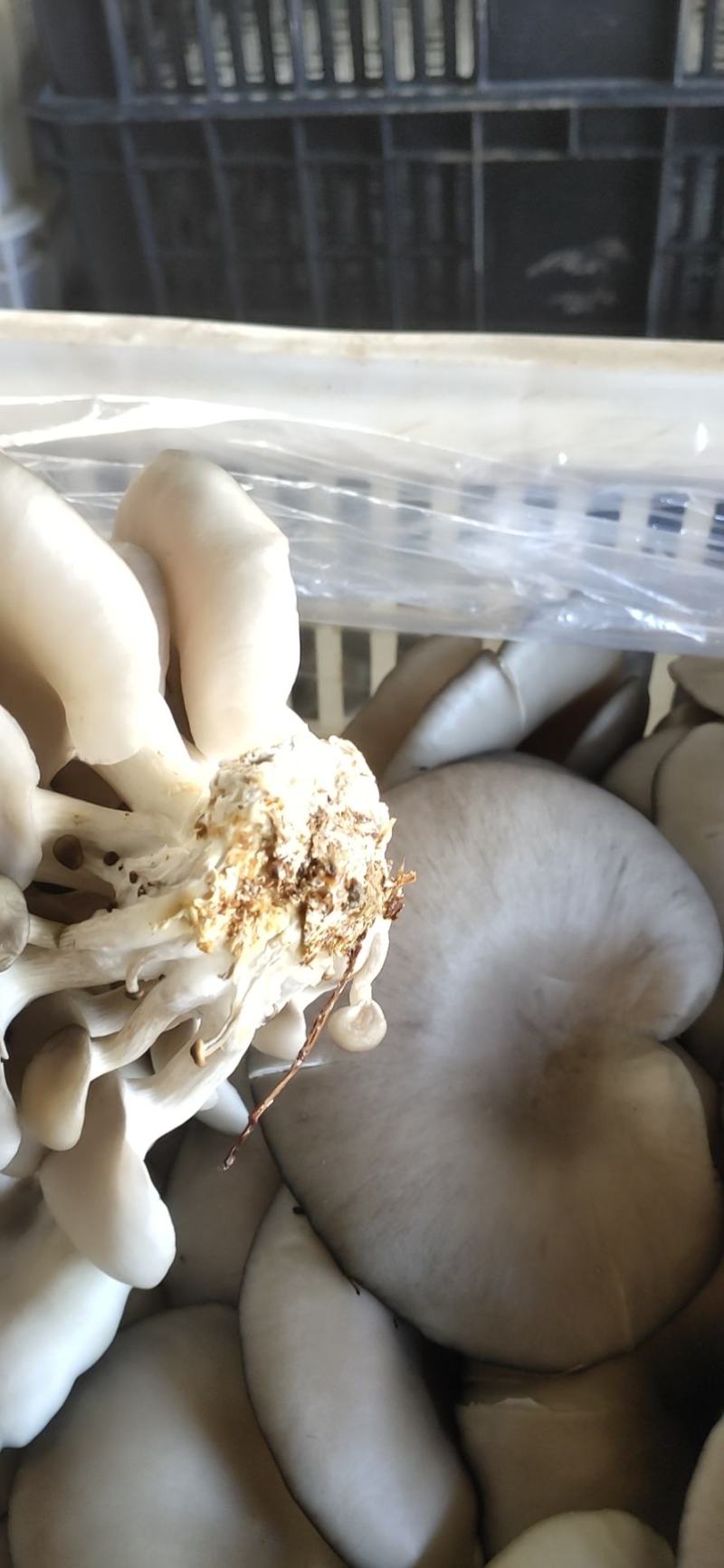 产地有货！大量上市，供不应求，现采现发价格实惠
