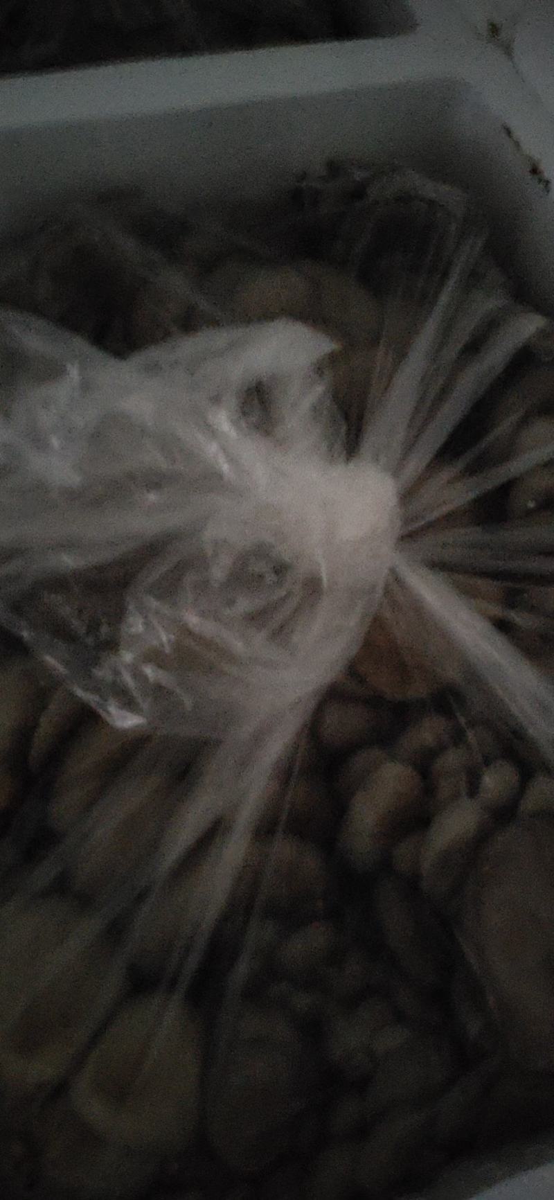 产地有货！大量上市，供不应求，现采现发价格实惠