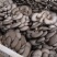 头茬，二茬，三茬都有，我在产地
