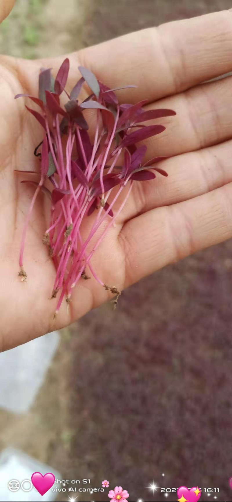 三色堇花，酸模叶，火红苗，甜菜苗，香菜苗